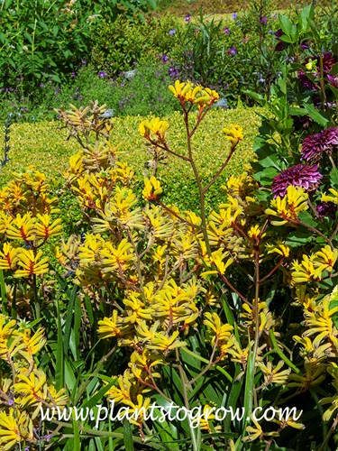 Yellow Kangaroo Paw Bush Dawn (Anigozanthos)